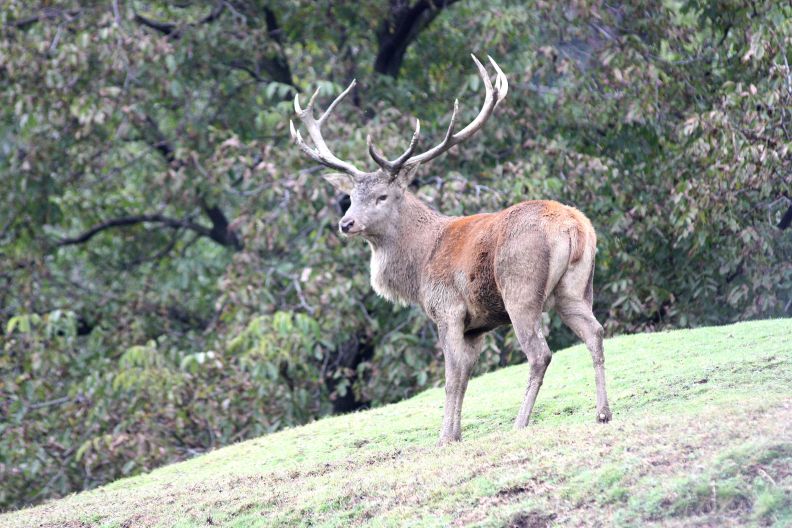 il re del bosco...